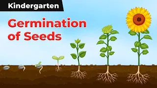 Germination of Seeds - Soil, Seeds, Seedling, Root, Leaves, Shoot, Mature Plant | Kindergarten