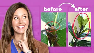 Fiddle Leaf Fig Pruning: Easy Tips You Must Know