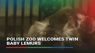 Polish zoo welcomes twin baby lemurs