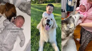 Special bond between dogs and babies🥰 | TikTok Compilation