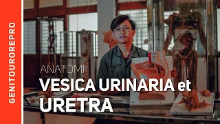 Anatomi Systema Uropoetica : Vesica urinaria et Urethra