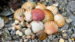 Coastal Foraging for Scallops, Clams, Cockles in the RAIN!!! Family beach cookup | The Fish Locker