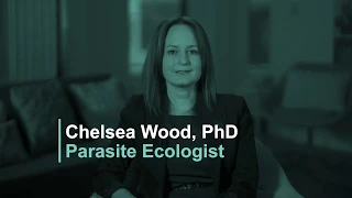 Chelsea Wood, PhD, Parasite Ecologist.
