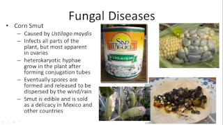 Fungal and Protistan Diseases of plants