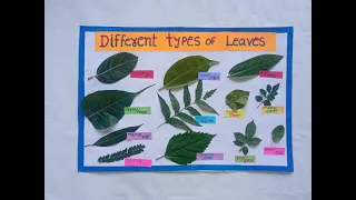 Different types of leaves |Different types of leaves science project |Types of leaves TLM |