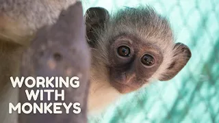 WORKING WITH MONKEYS | The Vervet Monkey Foundation