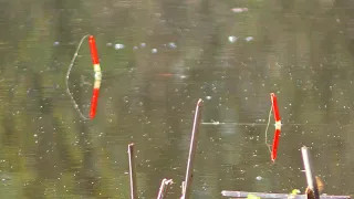 Чорні Болотяні Карасі🐟🐟🐟 на  Лісовому Озері. Рибалка на Поплавок. Ловля карася на перо.