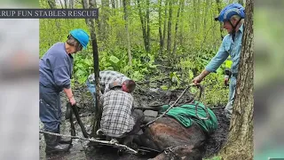 2 horses trapped in mud for several hours in Lebanon rescued by 40 people