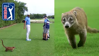 Native Coatis share golf course at PGA TOUR event in Mayakoba