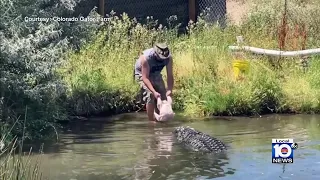 Gator charges at man trying to feed him turkey