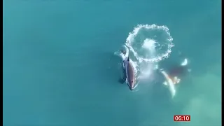 Killer whale vs shark: Solo orca eats great white (South Africa coast) 2/March/2024