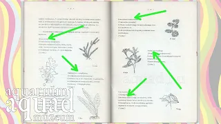 Akvárium—antikvárium 3 / Hammerl, Kápolnási:  Akvarisztikai téjékoztató