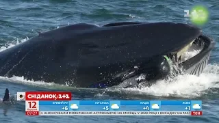 Опасная съемка: фотограф чуть не оказался в желудке кита у берегов Африки
