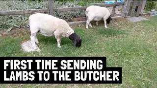 A first-timer's perspective to sending lambs to the butcher [and what I'm doing different next time]