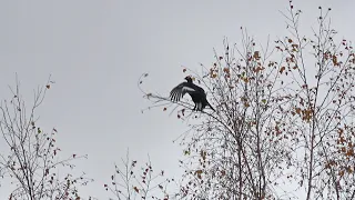 ОХОТА НА ТЕТЕРЕВА. Угол места цели не учел.