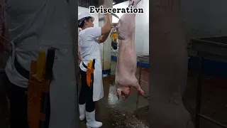 Step by step Slaughtering Swine procedure