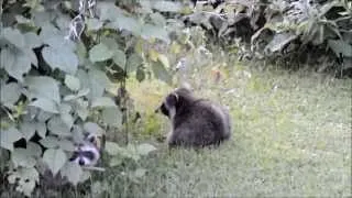 raccoon Енот  смышлёная зверушка ест клубнику