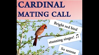 MUST WATCH - Cardinal Singing His Heart Out - MATING CALL