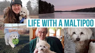 What Daily Life Looks Like w/ a Maltipoo! | Rosco Spends a Week w/ Grandparents!