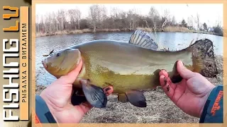 Ловля ЛИНЯ на фидер и донку в Марте, оснастка на линя | Tench Fishing  | Līņi, Brekšu cope pavasarī