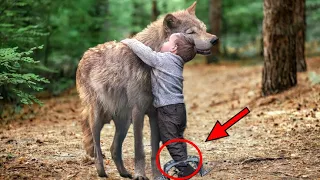 The Boy was Hurt by a Wolf Trap and Cried Out,Then A Wolf Appeared and Did Something Amazing....