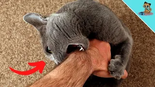 5 IMPORTANT Reasons Why Your Cat Bites You!