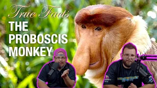 Americans React To True Facts: Proboscis Monkey | Borneo