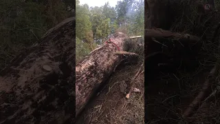 Naviják od bibose těžba na prudké stráni 2