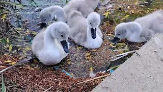 Baby Swans and attacking parents Swans . Wildlife  . Bébé Cygnes . Babyschwäne .Małe łabędzie .