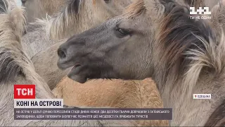 На острові Єрмаків поселилося стадо диких коней