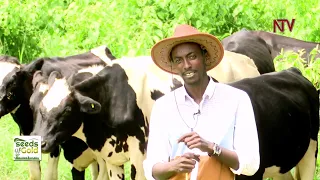 Making money from dairy farming in Uganda | SEEDS OF GOLD