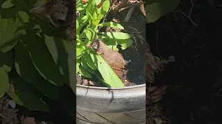 Baby cardinal - Learning to Fly