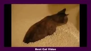 Кот принимает ванну из пенопласта