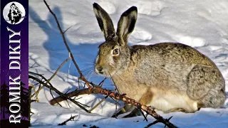 Успешная охота на зайца.  Свежий снег.