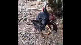 koli fight- aseel vs turkey fight#seval#porkoli# sevalsandai#roosterfight #aseelvs turkey#sandaikoli