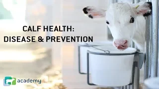 Dairy Calf Health: Calf Diseases and Preventative Actions