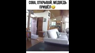 Сова, открывай, медведь пришёл🤣