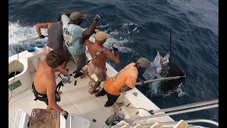 GIANT BLUE MARLIN 1200 lbs !! Au Sénégal !