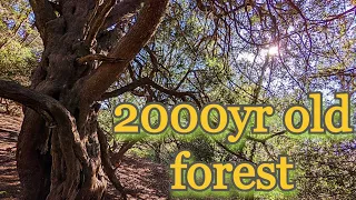 Exploring a ancient Yew forest with 2000year old trees - Kingley Vale