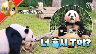 An unidentified item made for Panda Fubao...?! the Bao family Happy daily life VLOG