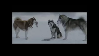 Eight Below . Scene