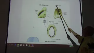 Respiratory  Module  9 + head & neck 65 ( Larynx , part 1 ) , by Dr.