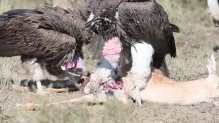 Vultures in a feeding frenzy