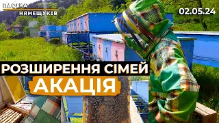 Початок взятку з акації, ми розширюємо сім'ї на пасіці!