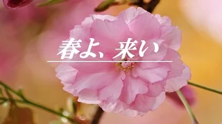 春よ、来い/松任谷由実 歌詞付き フル カバー：Eiko(オリジナルMV)