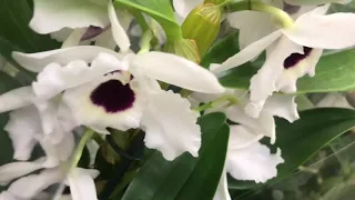 Огромный завоз Орхидей в Леруа Мерлен к 8 Марта!