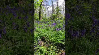 Walk Through Flowers #woodland #bluebells #forest #shorts #mindfulness