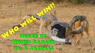 Honey Badger vs Snake vs 2 Jackals - who will win!