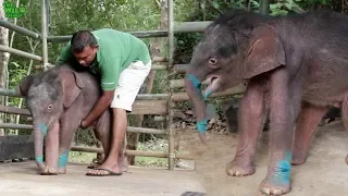 Cutest and the most aggressive baby elephant ever. Rams everyone!