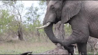 Elephant bull PAYS HIS RESPECT to the fallen